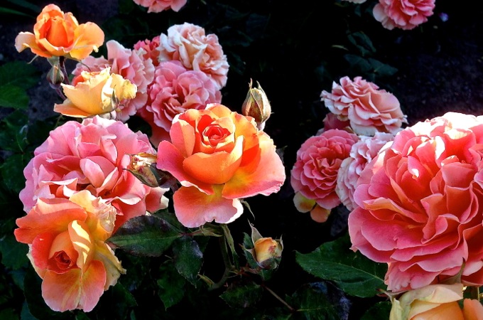 05-10 Orange to Pink Roses